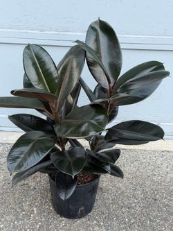 Rubber ficus