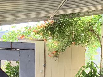 Orange Trumpet Vine/planta trompeta pequeña color anaranjado