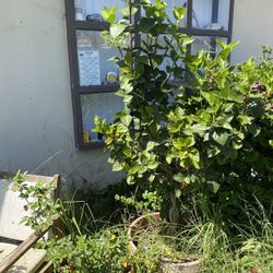 Hibiscus plant