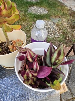 3 HEALTHY PURPLE JEW ON SALE SEE PHOTOS!