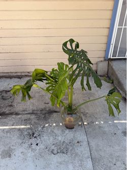 Large Monstera Plant