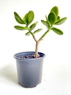 Jade Plant in 4” Nursery Container