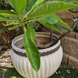 Plumeria In Large Planter