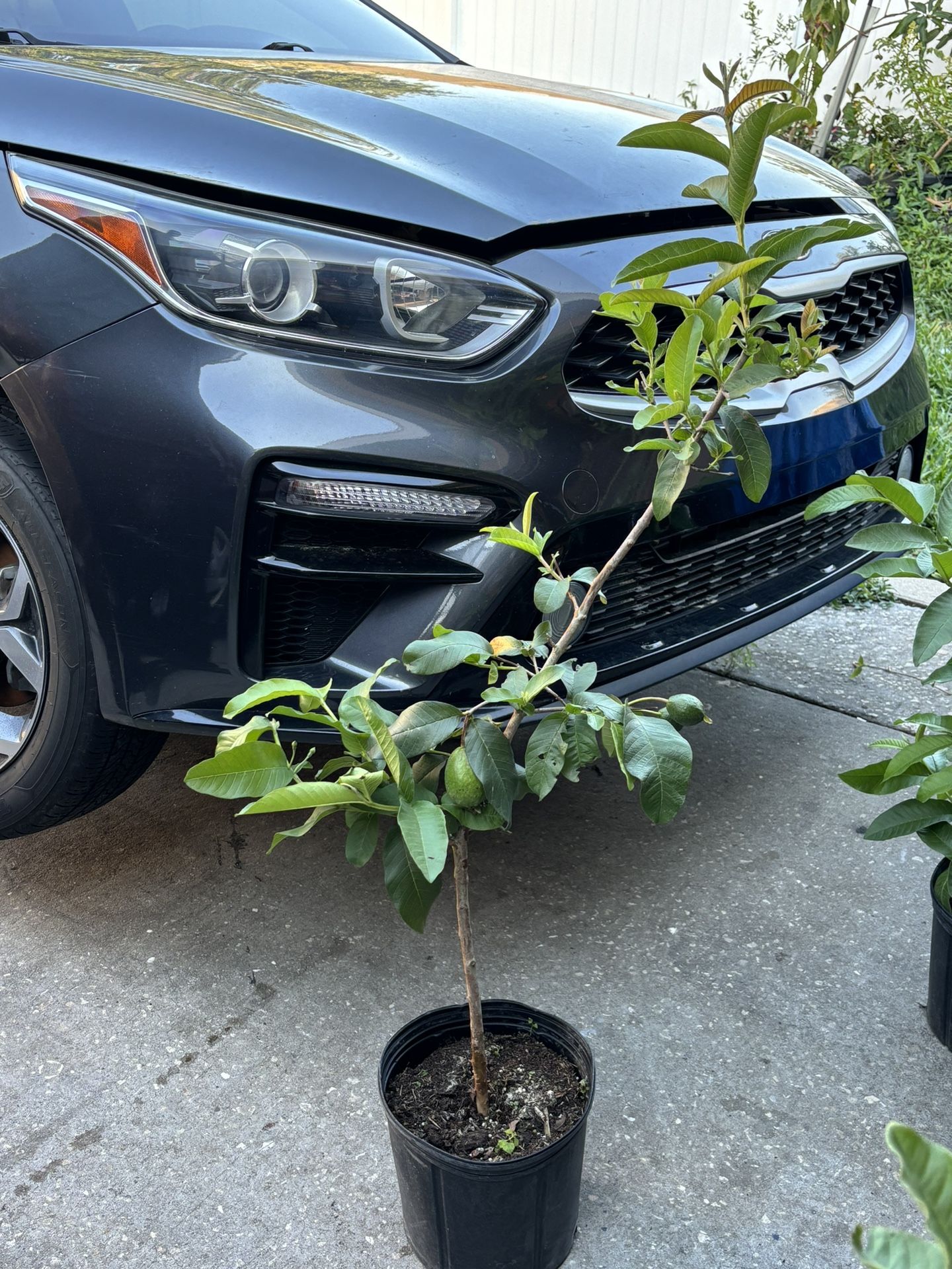 Guava Plant (white)