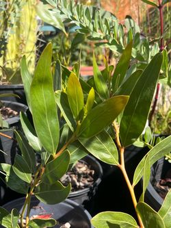 LIVE Acacia beckleri plant - ‘Barrier Range Wattle’