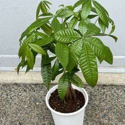 Money Tree Indoor Plant