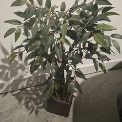 Decritive Fake Plant