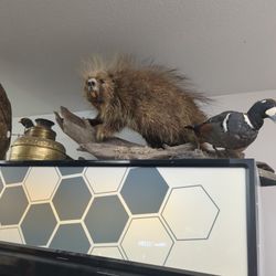 Porqupine Mount 