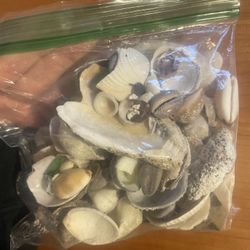 Assortment Of Hawaiian Shells/seaglass