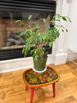 Ficus Benjamina, commonly known as a Weeping Fig. It has been shown to effectively remove indoor air pollutants. * It is a popular evergreen houseplan
