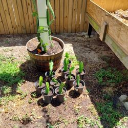 Dragon Fruit Plants