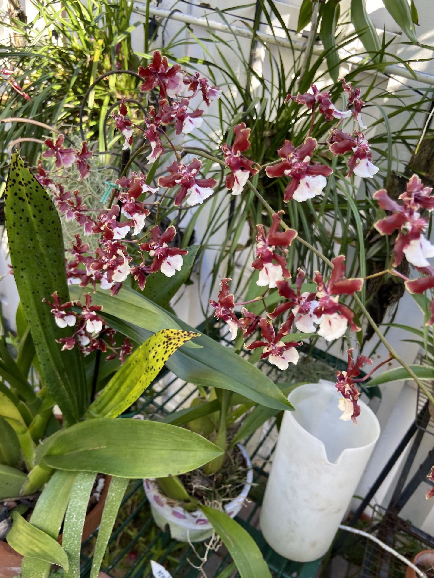 Blooming Oncynium Orchid