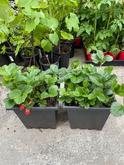Strawberry 🍓 Plants