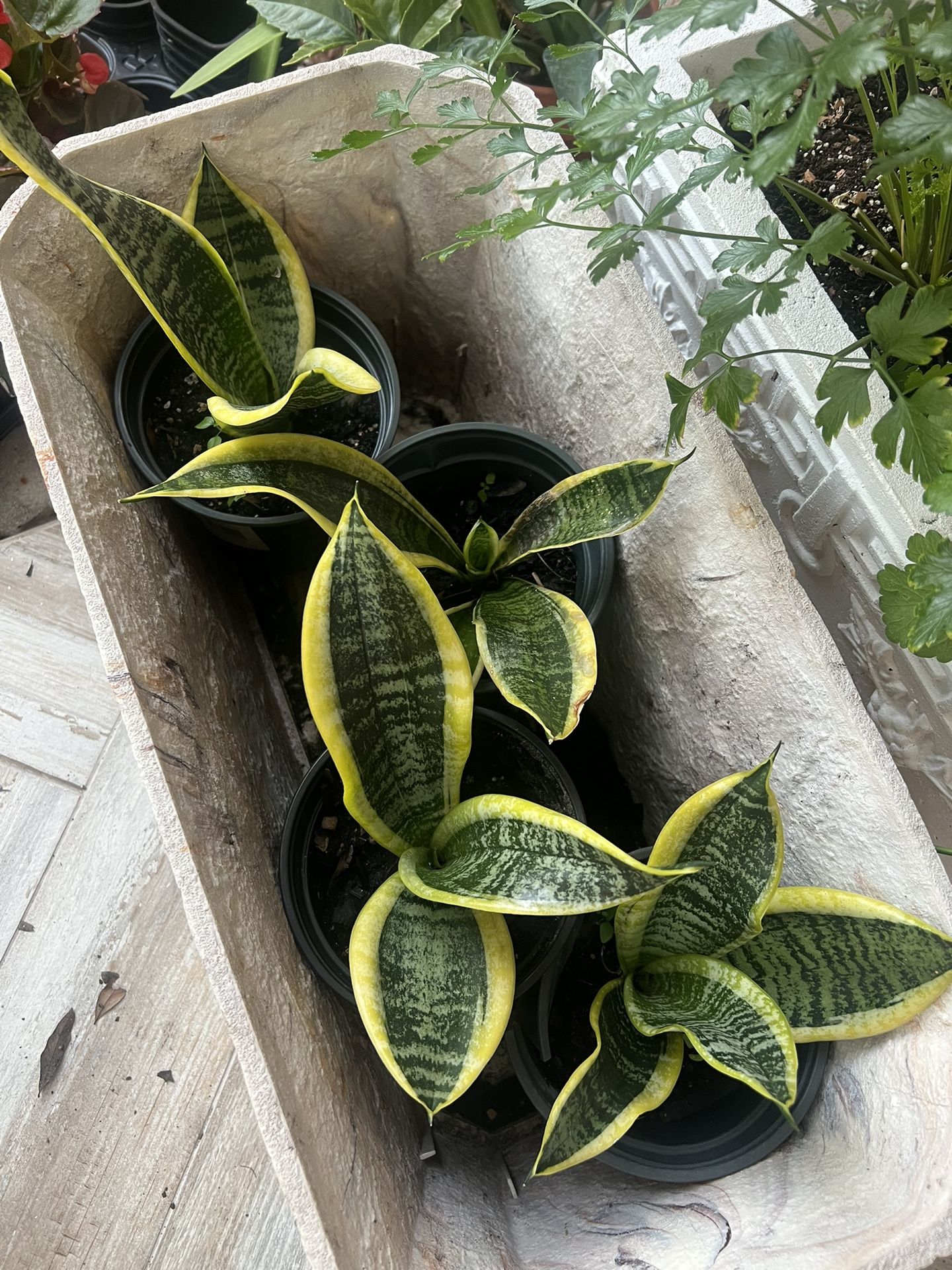 Sansevieria Suberba Snake Plant Flower Pot