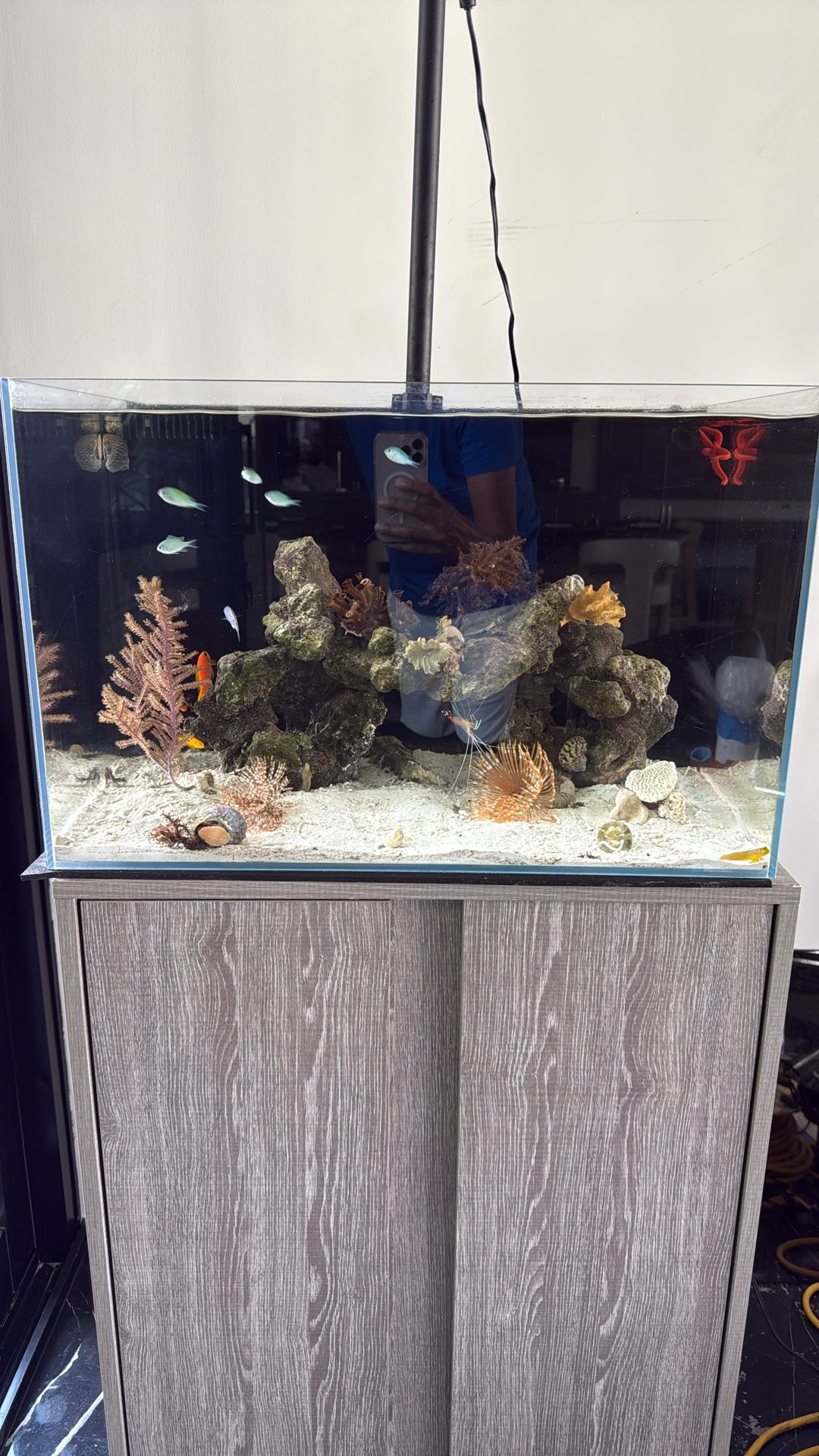 Salt Water Fish Tank