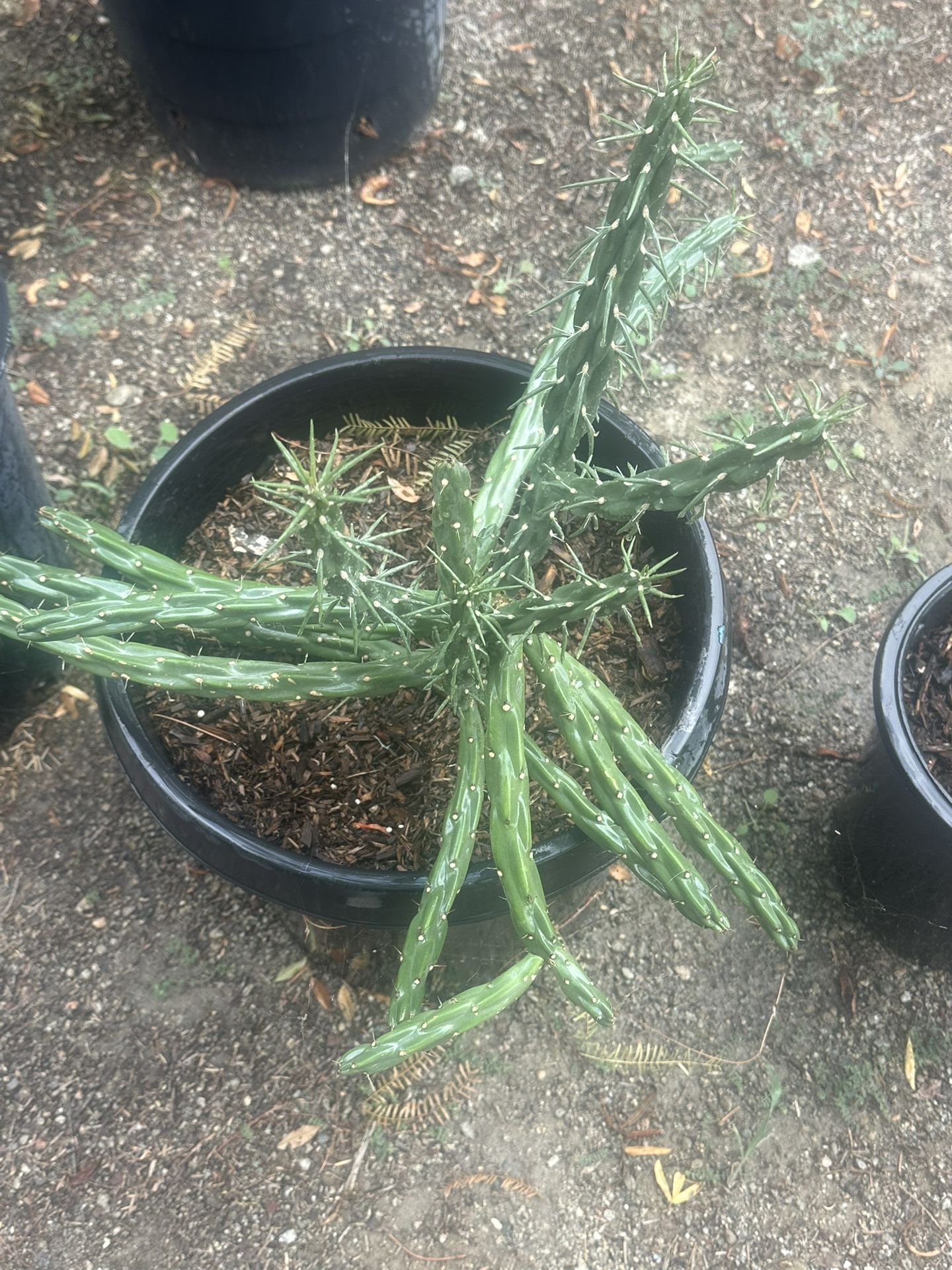 Cactus