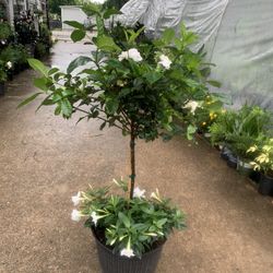 Gardenia Tree And Madevilla Arrangement Plant 