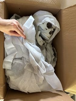 Haunted Skeleton Animatronic