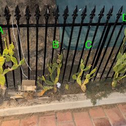 +24-+48 Tall Opunita Cactus. Nice Cuts. Will Be Good  Mothers 