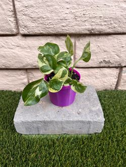 3” Pearls & Jade Pothos Plant