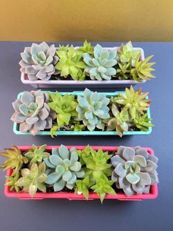 Succulent Collection. Sammamish, Beaver Lake 