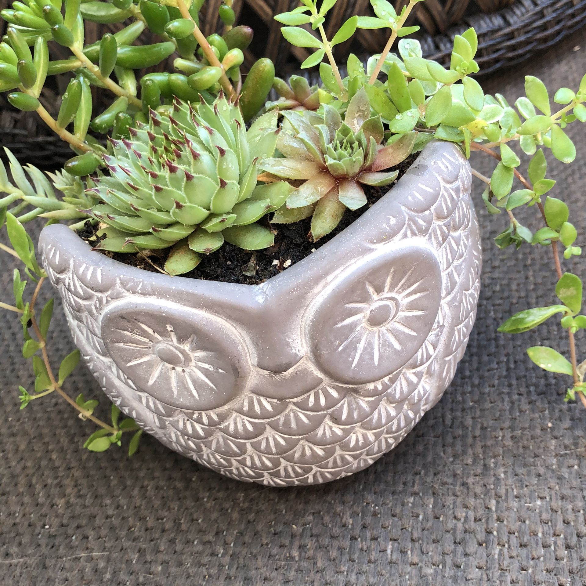 Owl succulent garden