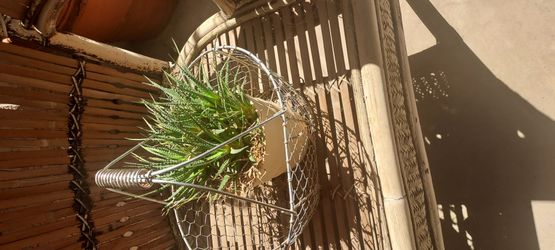 Succulent plant cactus