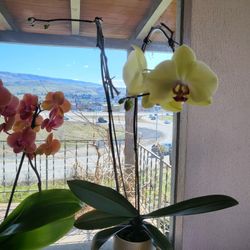 Light green Orchid flowers Plant