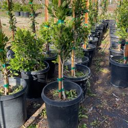 Ficus