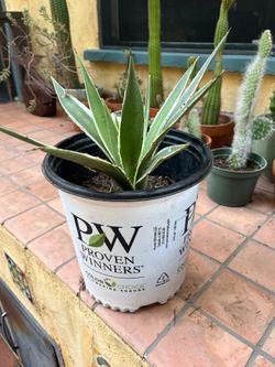 Variegated aloe/succulent