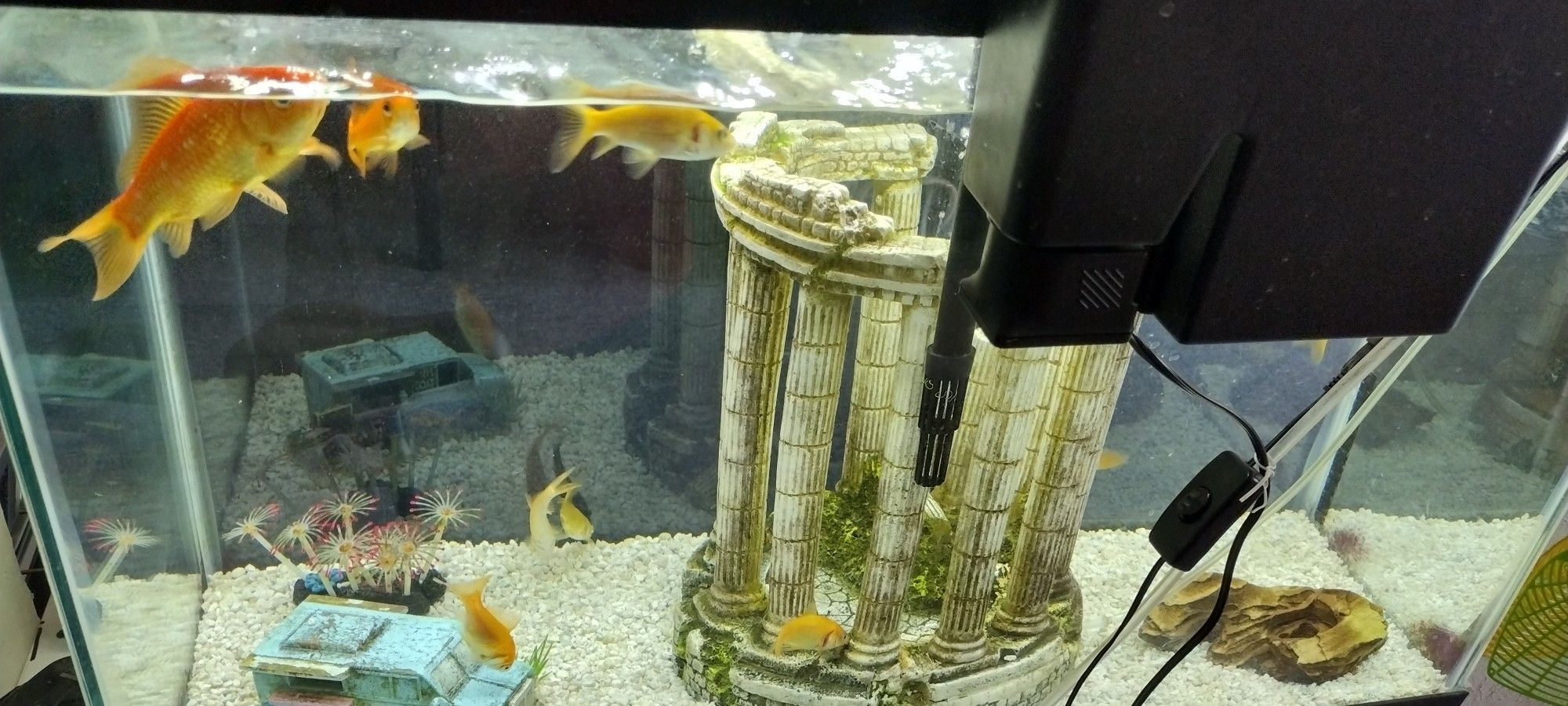 Fish Tank - Pecera 