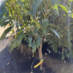 Orange Sherbet Mango Tree ( Grafted) 3 Ft Tall 