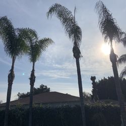 Palm Tree Fronds
