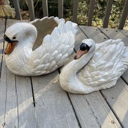 Two Swans A Sitting…