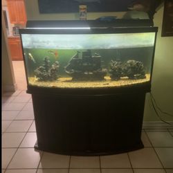 55 Gallon Fish Tank