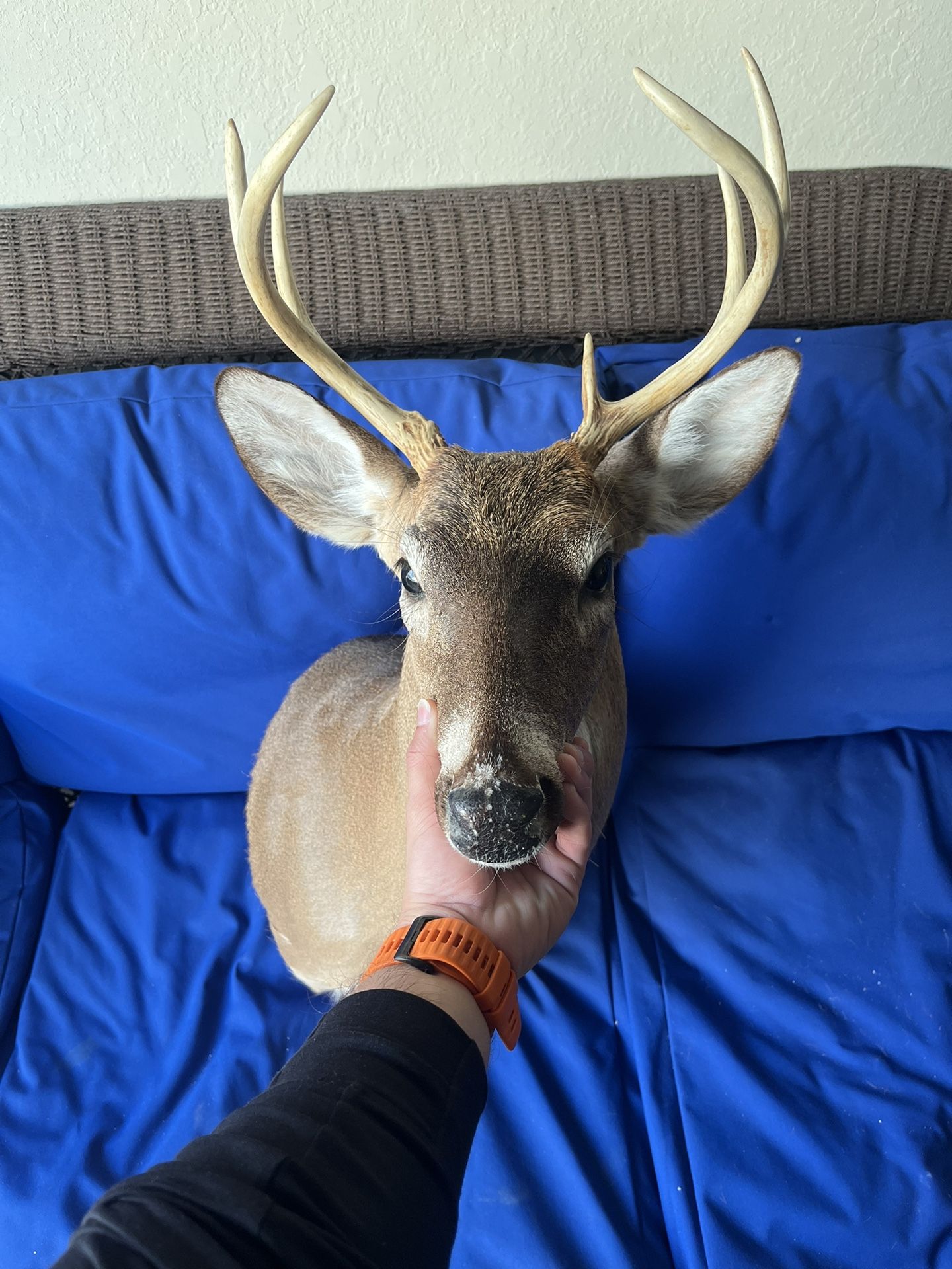 Deer Head Mount Taxidermy
