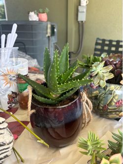 Aloe in hanging planter
