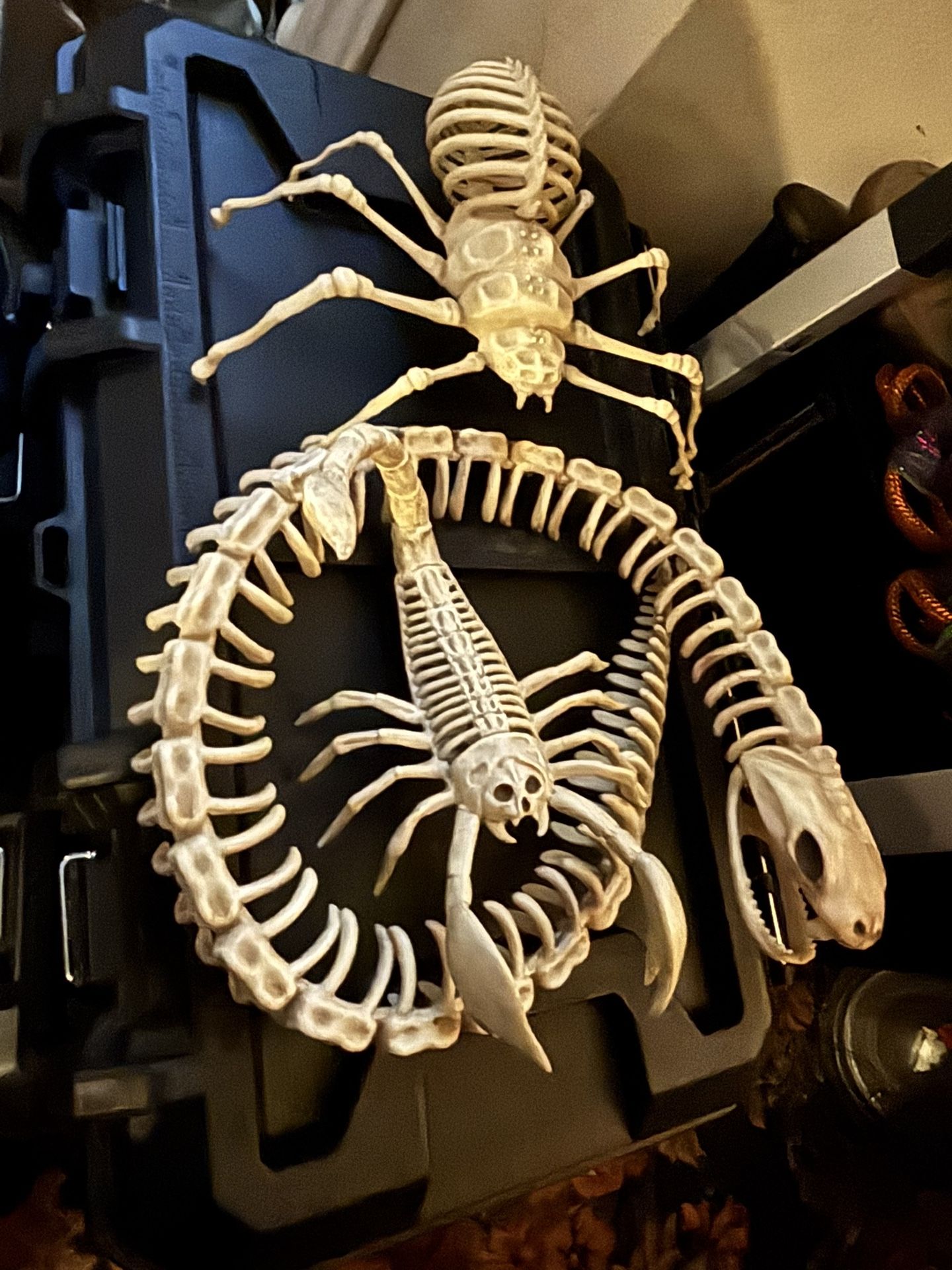 Spider Scorpion Snake