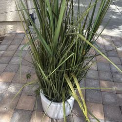 Plant
