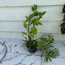 Green Devils Backbone Plants 