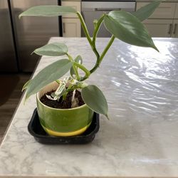 Cebu Blue In A Ceramic Pot