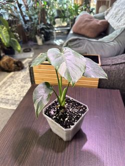 Monstera Thai Constellation