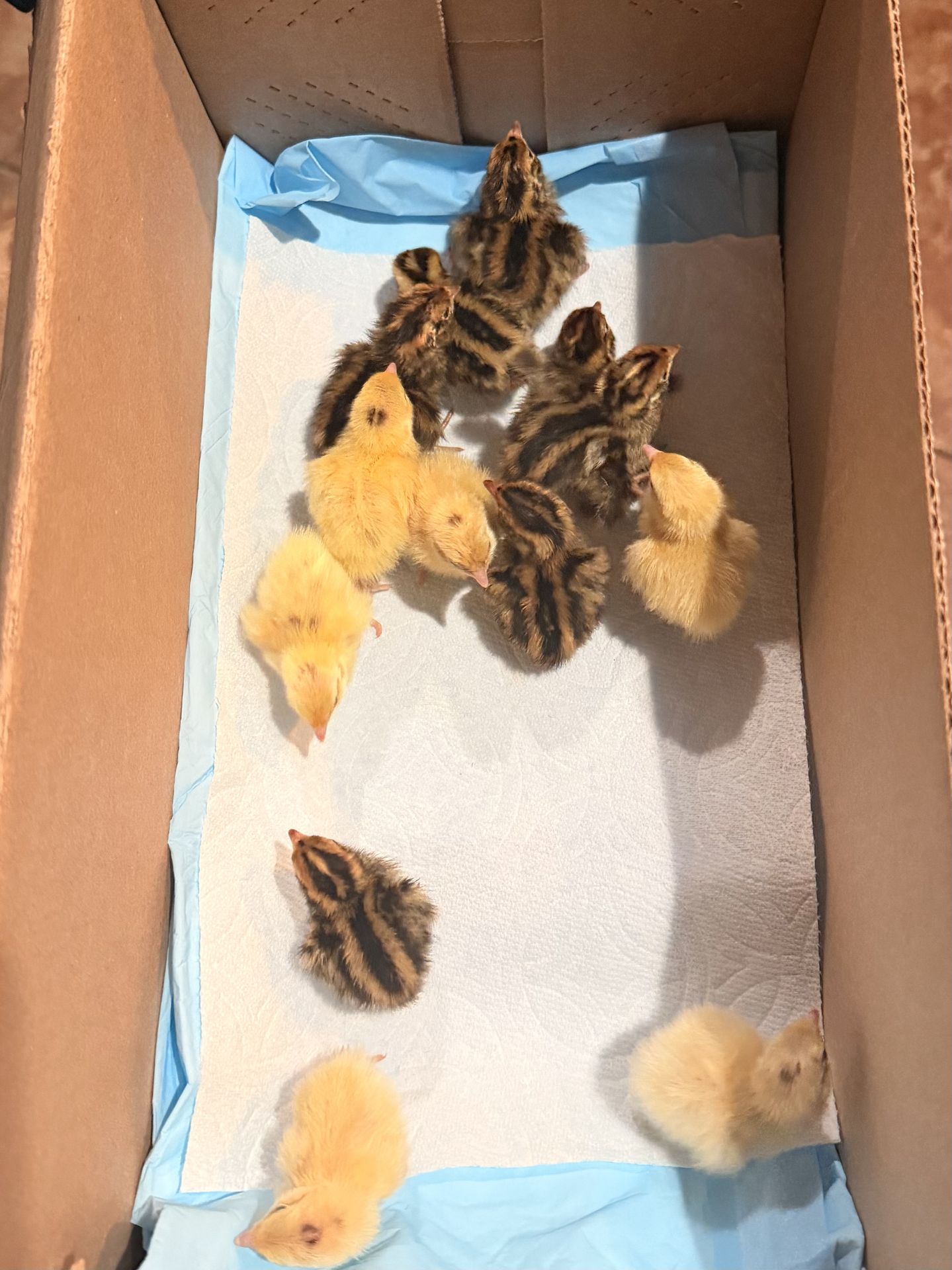 Coturnix Quail β 6 Weeks Old (Males Available)