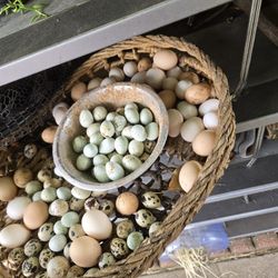 Quail And Chicke Eggs Fertile 