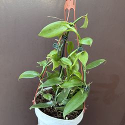 6” vanilla orchid