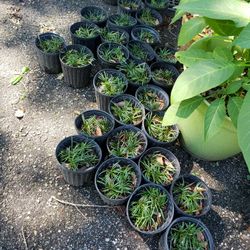 Miniature Boarder Grass