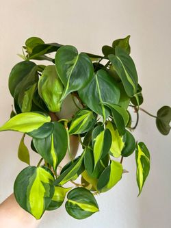 Lush Trailing Philodendron Brazil Plant/ House Plant/ Indoor Plant Flower Patio Garden