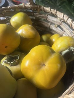 Fresh persimmons