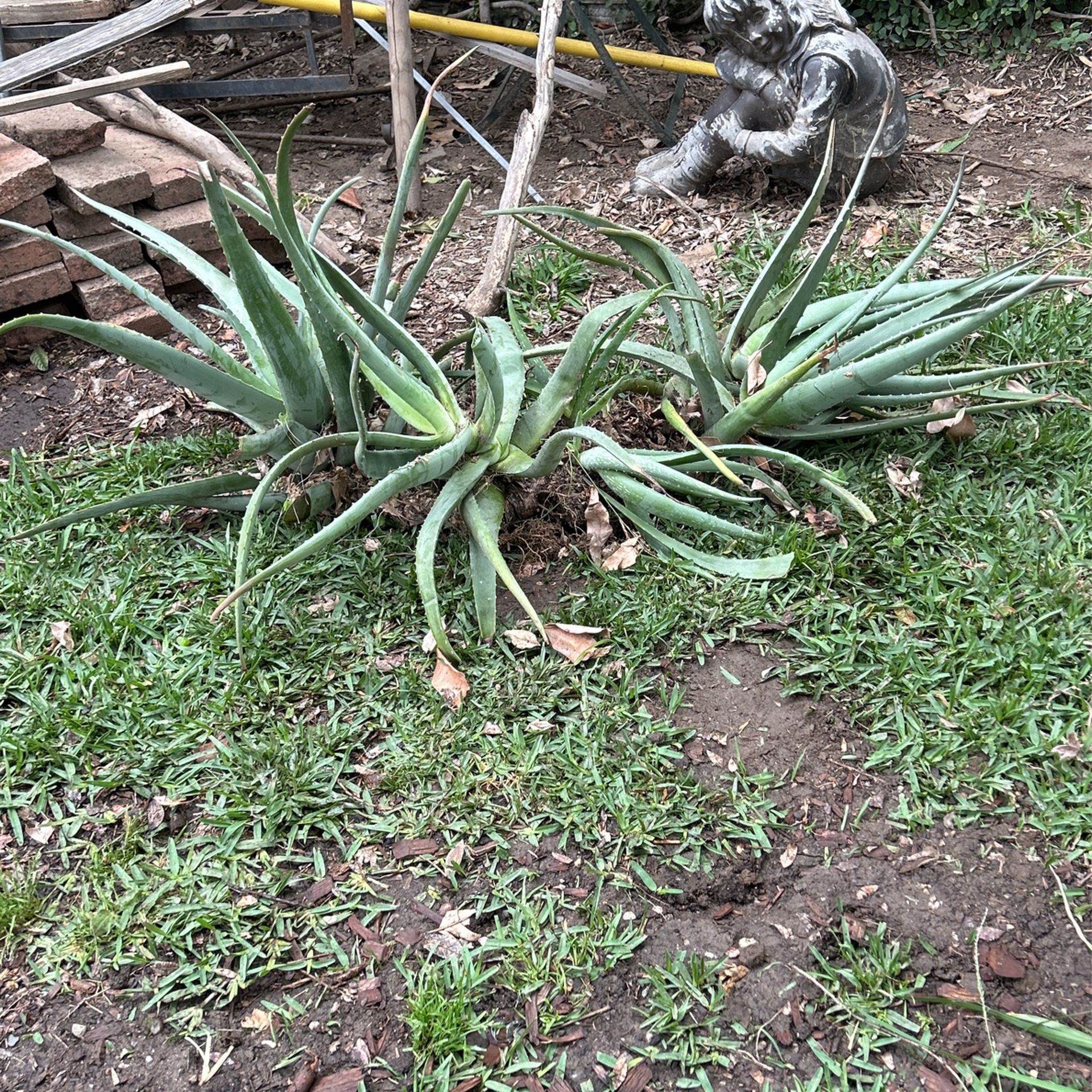 Beautiful Aloe Vera Plants For Free