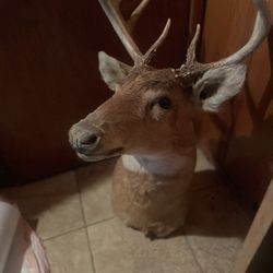 Taxidermy 8 Point Whitetail Deer